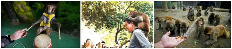 和耍猴人 和耍猴人